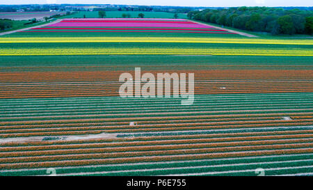 Landwirt Mark Eves Kontrolle seiner Tulpenfeld in der Nähe von King's Lynn, Norfolk am Freitag, 20. April nach dem Pflanzen in den letzten Tagen durch die heiße Wetter geblüht. Die Tulpen in Großbritannien im letzten verbleibenden tulpenfelder Burst in Blume haben heute (Freitag) Nach den jüngsten Hitzewelle. Die Blüten haben über Nacht geöffnet, nachdem Großbritannien die heißesten April Tag für fast 70 Jahre gestern genossen - mit Temperaturen schlagen 29.1 C in London. Die herrlichen Blüten sind jetzt ein Feuerwerk der Farben bei Familie-Belmont Baumschulen laufen in der Nähe von King's Lynn, Norfolk. Stockfoto