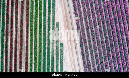 Landwirt Mark Eves Kontrolle seiner Tulpenfeld in der Nähe von King's Lynn, Norfolk am Freitag, 20. April nach dem Pflanzen in den letzten Tagen durch die heiße Wetter geblüht. Die Tulpen in Großbritannien im letzten verbleibenden tulpenfelder Burst in Blume haben heute (Freitag) Nach den jüngsten Hitzewelle. Die Blüten haben über Nacht geöffnet, nachdem Großbritannien die heißesten April Tag für fast 70 Jahre gestern genossen - mit Temperaturen schlagen 29.1 C in London. Die herrlichen Blüten sind jetzt ein Feuerwerk der Farben bei Familie-Belmont Baumschulen laufen in der Nähe von King's Lynn, Norfolk. Stockfoto