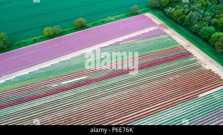 Landwirt Mark Eves Kontrolle seiner Tulpenfeld in der Nähe von King's Lynn, Norfolk am Freitag, 20. April nach dem Pflanzen in den letzten Tagen durch die heiße Wetter geblüht. Die Tulpen in Großbritannien im letzten verbleibenden tulpenfelder Burst in Blume haben heute (Freitag) Nach den jüngsten Hitzewelle. Die Blüten haben über Nacht geöffnet, nachdem Großbritannien die heißesten April Tag für fast 70 Jahre gestern genossen - mit Temperaturen schlagen 29.1 C in London. Die herrlichen Blüten sind jetzt ein Feuerwerk der Farben bei Familie-Belmont Baumschulen laufen in der Nähe von King's Lynn, Norfolk. Stockfoto