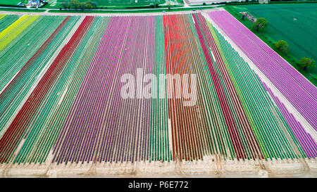Landwirt Mark Eves Kontrolle seiner Tulpenfeld in der Nähe von King's Lynn, Norfolk am Freitag, 20. April nach dem Pflanzen in den letzten Tagen durch die heiße Wetter geblüht. Die Tulpen in Großbritannien im letzten verbleibenden tulpenfelder Burst in Blume haben heute (Freitag) Nach den jüngsten Hitzewelle. Die Blüten haben über Nacht geöffnet, nachdem Großbritannien die heißesten April Tag für fast 70 Jahre gestern genossen - mit Temperaturen schlagen 29.1 C in London. Die herrlichen Blüten sind jetzt ein Feuerwerk der Farben bei Familie-Belmont Baumschulen laufen in der Nähe von King's Lynn, Norfolk. Stockfoto