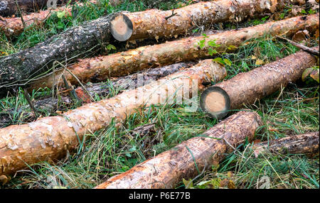 Auf einer Lichtung liegt den Stamm der Birke in mehrere Teile gesägt. Stockfoto