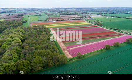 Landwirt Mark Eves Kontrolle seiner Tulpenfeld in der Nähe von King's Lynn, Norfolk am Freitag, 20. April nach dem Pflanzen in den letzten Tagen durch die heiße Wetter geblüht. Die Tulpen in Großbritannien im letzten verbleibenden tulpenfelder Burst in Blume haben heute (Freitag) Nach den jüngsten Hitzewelle. Die Blüten haben über Nacht geöffnet, nachdem Großbritannien die heißesten April Tag für fast 70 Jahre gestern genossen - mit Temperaturen schlagen 29.1 C in London. Die herrlichen Blüten sind jetzt ein Feuerwerk der Farben bei Familie-Belmont Baumschulen laufen in der Nähe von King's Lynn, Norfolk. Stockfoto
