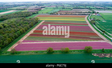 Landwirt Mark Eves Kontrolle seiner Tulpenfeld in der Nähe von King's Lynn, Norfolk am Freitag, 20. April nach dem Pflanzen in den letzten Tagen durch die heiße Wetter geblüht. Die Tulpen in Großbritannien im letzten verbleibenden tulpenfelder Burst in Blume haben heute (Freitag) Nach den jüngsten Hitzewelle. Die Blüten haben über Nacht geöffnet, nachdem Großbritannien die heißesten April Tag für fast 70 Jahre gestern genossen - mit Temperaturen schlagen 29.1 C in London. Die herrlichen Blüten sind jetzt ein Feuerwerk der Farben bei Familie-Belmont Baumschulen laufen in der Nähe von King's Lynn, Norfolk. Stockfoto