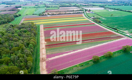 Landwirt Mark Eves Kontrolle seiner Tulpenfeld in der Nähe von King's Lynn, Norfolk am Freitag, 20. April nach dem Pflanzen in den letzten Tagen durch die heiße Wetter geblüht. Die Tulpen in Großbritannien im letzten verbleibenden tulpenfelder Burst in Blume haben heute (Freitag) Nach den jüngsten Hitzewelle. Die Blüten haben über Nacht geöffnet, nachdem Großbritannien die heißesten April Tag für fast 70 Jahre gestern genossen - mit Temperaturen schlagen 29.1 C in London. Die herrlichen Blüten sind jetzt ein Feuerwerk der Farben bei Familie-Belmont Baumschulen laufen in der Nähe von King's Lynn, Norfolk. Stockfoto