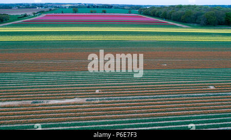 Luftbild zeigt das Tulip Feld in der Nähe von King's Lynn, Norfolk, am Dienstag, 24. April, verwässert werden nach den jüngsten Hitzewelle. Das bunte Feld diese Woche verschwinden wird, wenn die Birnen geerntet werden. Dies kann aussehen wie die Herzen von Holland, aber unglaublich diese liegen Großbritanniens letzte verbleibende Tulpenfelder. Die Norfolk Landschaft ist ein Kaleidoskop der Farben nach der Tulpen in life Burst nach den jüngsten Hitzewelle. Aber leider die schönen Blumen am Familie-Belmont Baumschulen laufen in der Nähe von King's Lynn alle weg morgen gehackt werden. Stockfoto