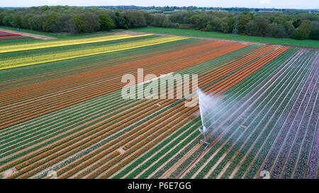 Luftbild zeigt das Tulip Feld in der Nähe von King's Lynn, Norfolk, am Dienstag, 24. April, verwässert werden nach den jüngsten Hitzewelle. Das bunte Feld diese Woche verschwinden wird, wenn die Birnen geerntet werden. Dies kann aussehen wie die Herzen von Holland, aber unglaublich diese liegen Großbritanniens letzte verbleibende Tulpenfelder. Die Norfolk Landschaft ist ein Kaleidoskop der Farben nach der Tulpen in life Burst nach den jüngsten Hitzewelle. Aber leider die schönen Blumen am Familie-Belmont Baumschulen laufen in der Nähe von King's Lynn alle weg morgen gehackt werden. Stockfoto