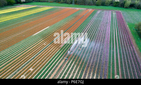 Luftbild zeigt das Tulip Feld in der Nähe von King's Lynn, Norfolk, am Dienstag, 24. April, verwässert werden nach den jüngsten Hitzewelle. Das bunte Feld diese Woche verschwinden wird, wenn die Birnen geerntet werden. Dies kann aussehen wie die Herzen von Holland, aber unglaublich diese liegen Großbritanniens letzte verbleibende Tulpenfelder. Die Norfolk Landschaft ist ein Kaleidoskop der Farben nach der Tulpen in life Burst nach den jüngsten Hitzewelle. Aber leider die schönen Blumen am Familie-Belmont Baumschulen laufen in der Nähe von King's Lynn alle weg morgen gehackt werden. Stockfoto