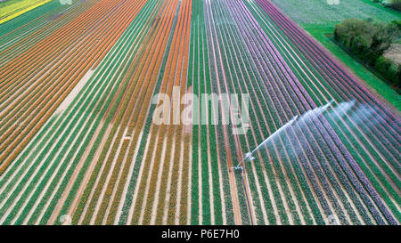 Luftbild zeigt das Tulip Feld in der Nähe von King's Lynn, Norfolk, am Dienstag, 24. April, verwässert werden nach den jüngsten Hitzewelle. Das bunte Feld diese Woche verschwinden wird, wenn die Birnen geerntet werden. Dies kann aussehen wie die Herzen von Holland, aber unglaublich diese liegen Großbritanniens letzte verbleibende Tulpenfelder. Die Norfolk Landschaft ist ein Kaleidoskop der Farben nach der Tulpen in life Burst nach den jüngsten Hitzewelle. Aber leider die schönen Blumen am Familie-Belmont Baumschulen laufen in der Nähe von King's Lynn alle weg morgen gehackt werden. Stockfoto