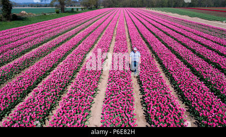 Landwirt Mark Eves Kontrolle seiner Tulpenfeld in der Nähe von King's Lynn, Norfolk am Freitag, 20. April nach dem Pflanzen in den letzten Tagen durch die heiße Wetter geblüht. Die Tulpen in Großbritannien im letzten verbleibenden tulpenfelder Burst in Blume haben heute (Freitag) Nach den jüngsten Hitzewelle. Die Blüten haben über Nacht geöffnet, nachdem Großbritannien die heißesten April Tag für fast 70 Jahre gestern genossen - mit Temperaturen schlagen 29.1 C in London. Die herrlichen Blüten sind jetzt ein Feuerwerk der Farben bei Familie-Belmont Baumschulen laufen in der Nähe von King's Lynn, Norfolk. Stockfoto