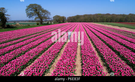 Landwirt Mark Eves Kontrolle seiner Tulpenfeld in der Nähe von King's Lynn, Norfolk am Freitag, 20. April nach dem Pflanzen in den letzten Tagen durch die heiße Wetter geblüht. Die Tulpen in Großbritannien im letzten verbleibenden tulpenfelder Burst in Blume haben heute (Freitag) Nach den jüngsten Hitzewelle. Die Blüten haben über Nacht geöffnet, nachdem Großbritannien die heißesten April Tag für fast 70 Jahre gestern genossen - mit Temperaturen schlagen 29.1 C in London. Die herrlichen Blüten sind jetzt ein Feuerwerk der Farben bei Familie-Belmont Baumschulen laufen in der Nähe von King's Lynn, Norfolk. Stockfoto
