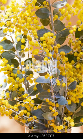 Acacia podalyriifolia Blumen in einer Vase auf gelbem Hintergrund Stockfoto