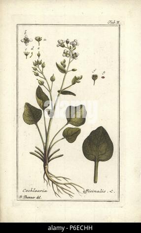 Scurvygrass, Cochlearia officinalis. Papierkörbe Kupferstich aus einer Zeichnung von B. Thanner von Johannes Zorn's 'Icones plantarum medicinalium", Deutschland, 1796. Zorn (1739-99) war ein deutscher Apotheker und Botaniker waren in ganz Europa unterwegs, auf der Suche nach Heilpflanzen. Stockfoto