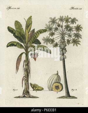 Bananenstaude, Musa paradisiaca, und Papaya Baum, Carica papaya, mit Blatt, Blüte, Frucht und Reife Früchte in Abschnitt. Papierkörbe Kupferstich von bertuch's 'Bilderbuch pelz Kinder" (Bilderbuch für Kinder), Weimar, 1798. Johann Friedrich Bertuch (1747-1822) war ein deutscher Verleger und Mann der Künste berühmt für seine 12-Band Enzyklopädie für Kinder mit 1.200 illustrierte gravierte Schilder auf natürliche Geschichte, Wissenschaft, Kostüm, Mythologie usw. Von 1790-1830 veröffentlicht. Stockfoto