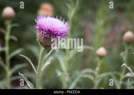 Ein schönes Lila Rosa thistle Blüte vor dem Hintergrund der Distel Knospen Stockfoto