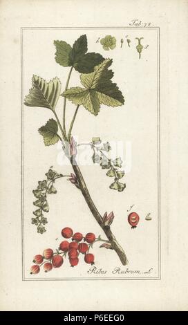 Johannisbeere, Ribes rubrum. Papierkörbe Kupferstich von Johannes Zorn's 'Icones plantarum medicinalium", Deutschland, 1796. Zorn (1739-99) war ein deutscher Apotheker und Botaniker waren in ganz Europa unterwegs, auf der Suche nach Heilpflanzen. Stockfoto