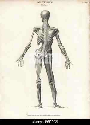 Anatomie der menschlichen Muskulatur von der Rückseite mit inneren Muskeln. Kupferstich von Milton von Abraham Rees Cyclopedia oder Universal Wörterbuch der Künste, der Wissenschaften und der Literatur, Longman, Hurst, Rees, Orme und Brown, London, 1820. Stockfoto