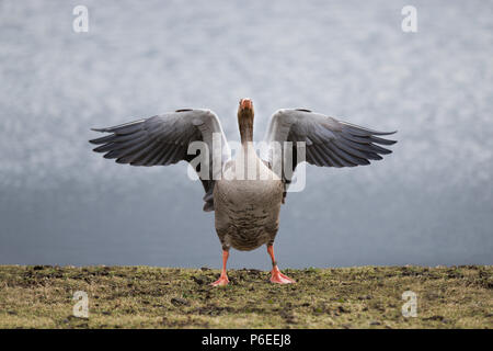 Eine Graugans struts sein Zeug auf der Wetland Centre in Barnes, London. Stockfoto