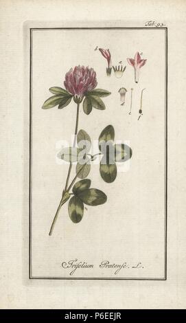 Rotklee Trifolium pratense. Papierkörbe Kupferstich von Johannes Zorn's 'Icones plantarum medicinalium", Deutschland, 1796. Zorn (1739-99) war ein deutscher Apotheker und Botaniker waren in ganz Europa unterwegs, auf der Suche nach Heilpflanzen. Stockfoto