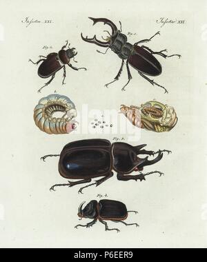 Hirschkäfer, Lucanus cervus, Männlich 1 Weiblich 2, Eier in faule Eiche hinterlegt a, 4-year-old Larve b, Nymphe c, Nashorn Käfer, Megasoma actaeon Scarabaeus actaeon 3,4, und die Europäischen Nashorn Käfer, Oryctes nasicornis 5,6. Papierkörbe Kupferstich von bertuch's 'Bilderbuch pelz Kinder" (Bilderbuch für Kinder), Weimar, 1798. Johann Friedrich Bertuch (1747-1822) war ein deutscher Verleger und Mann der Künste berühmt für seine 12-Band Enzyklopädie für Kinder mit 1.200 illustrierte gravierte Schilder auf natürliche Geschichte, Wissenschaft, Kostüm, Mythologie usw. Von 1790-1830 veröffentlicht. Stockfoto