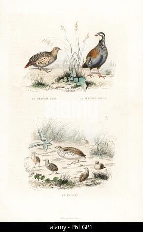 Rebhuhn, Perdix perdix, red-legged Partridge, alectoris Rufa, und gemeinsame Wachtel, Coturnix coturnix. Papierkörbe Gravur auf Stahl von Fournier nach einer Zeichnung von Edouard Travies von Richard's "neuen Gesamtausgabe der Werke von Buffon, 'Pourrat Freres, Paris, 1837. Stockfoto