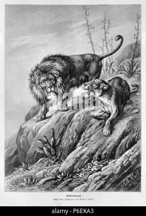 . Gartenlaube sterben. Bild aus Seite 233 in 'Die Gartenlaube'. Bild von Seite 233 der Zeitschrift Die Gartenlaube, 1891. English: Bildunterschrift: "Wüstenkonzert. Nach einer Zeichnung von Albert Kull." Englisch: Bildunterschrift: "Wüstenkonzert. Nach einer Zeichnung von Albert Kull.". N/A 18 Gartenlaube (1891) b 233 Sterben Stockfoto