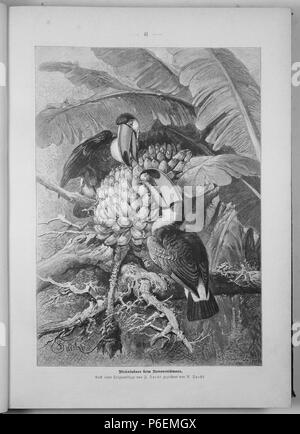 . Gartenlaube sterben. English: Seite 41 aus 'Die Gartenlaube'. Englisch: Seite 41 aus der Zeitschrift Die Gartenlaube für 1897. Extrahierte Bild (falls vorhanden): Datei: Sterben b041 Gartenlaube (1897).jpg - Hochauflösende,  2,5 MB. English: keine Bildunterschrift Englisch: keine Bildunterschrift. N/A 28 Gartenlaube (1897) 041 Sterben Stockfoto