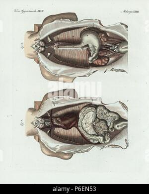 Eingeweide im menschlichen Körper: Schilddrüse, Magen, Speiseröhre, Darm, Pankreas, Niere, etc. Handkoloriert Kupferstich von bertuch's 'Bilderbuch pelz Kinder" (Bilderbuch für Kinder), Weimar, 1798. Johann Friedrich Bertuch (1747-1822) war ein deutscher Verleger und Mann der Künste berühmt für seine 12-Band Enzyklopädie für Kinder mit 1.200 illustrierte gravierte Schilder auf natürliche Geschichte, Wissenschaft, Kostüm, Mythologie usw. Von 1790-1830 veröffentlicht. Stockfoto
