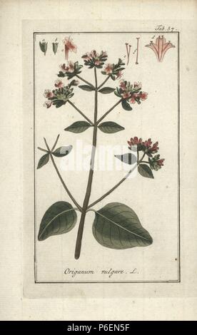 Oregano Origanum vulgare. Papierkörbe Kupferstich von Johannes Zorn's 'Icones plantarum medicinalium", Deutschland, 1796. Zorn (1739-99) war ein deutscher Apotheker und Botaniker waren in ganz Europa unterwegs, auf der Suche nach Heilpflanzen. Stockfoto