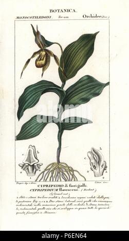 Der grosse gelbe Lady Slipper orchid, Cypripedium pubescens, in Nordamerika heimisch. Papierkörbe Kupferstich Walze Gravur von JUSSIEU's 'dictionary der Naturwissenschaften", Florenz, Italien, 1837. Von Corsi, gezeichnet von Pierre Jean-Francois Turpin eingraviert, und durch Batelli e figli veröffentlicht. Turpin (1775-1840) ist einer der größten französischen botanische Illustratoren des 19. Jahrhunderts angesehen. Stockfoto