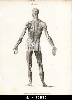 Anatomie der menschlichen Muskulatur von der Rückseite mit äußeren Muskeln. Kupferstich von Milton von Abraham Rees Cyclopedia oder Universal Wörterbuch der Künste, der Wissenschaften und der Literatur, Longman, Hurst, Rees, Orme und Brown, London, 1820. Stockfoto