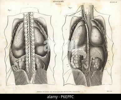 Anatomie der menschlichen inneren Organe von der Rückseite, Wirbelsäule, Lunge, Leber, Darm, Gallenblase, etc. Kupferstich von Milton von Abraham Rees Cyclopedia oder Universal Wörterbuch der Künste, der Wissenschaften und der Literatur, Longman, Hurst, Rees, Orme und Brown, London, 1820. Stockfoto