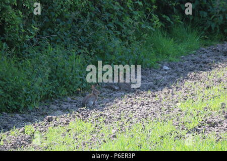 Europäische Kaninchen (Oryctolagus cuniculus), North West England, Vereinigtes Königreich Stockfoto