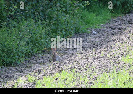 Europäische Kaninchen (Oryctolagus cuniculus), North West England, Vereinigtes Königreich Stockfoto