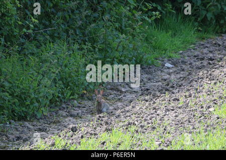 Europäische Kaninchen (Oryctolagus cuniculus), North West England, Vereinigtes Königreich Stockfoto