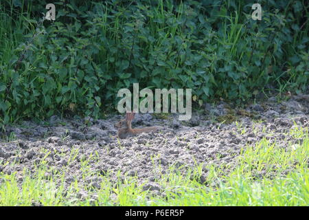 Europäische Kaninchen (Oryctolagus cuniculus), North West England, Vereinigtes Königreich Stockfoto