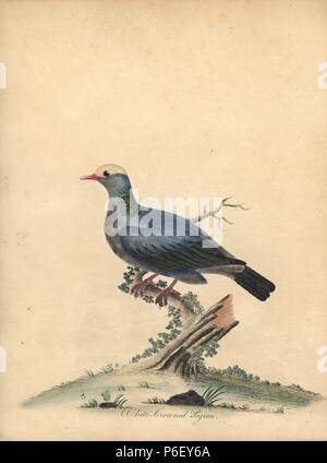 Weiß - gekrönte Taube, Patagioenas leucocephala. In der Nähe von bedroht. (Columba leucocephala) Papierkörbe Kupferstich einer Illustration von William Hayes von Porträts der seltene und seltsame Vögel aus dem Menagery der Osterly Park, London, Bulmer, 1794. Stockfoto