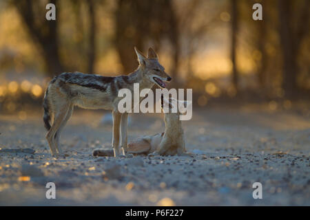 Black backed jackal Paar spielen Stockfoto