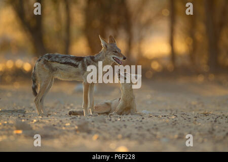 Black backed jackal Paar spielen Stockfoto