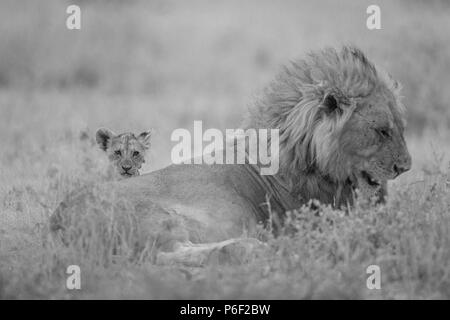 Männliche Löwe mit seinem Nachwuchs in der Wildnis Stockfoto