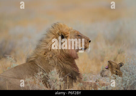 Männliche Löwe mit seinem Nachwuchs in der Wildnis Stockfoto