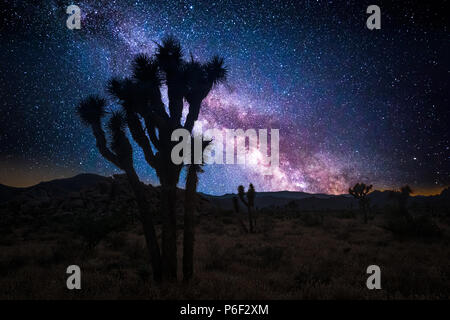 Joshua Tree und die Milchstraße Stockfoto