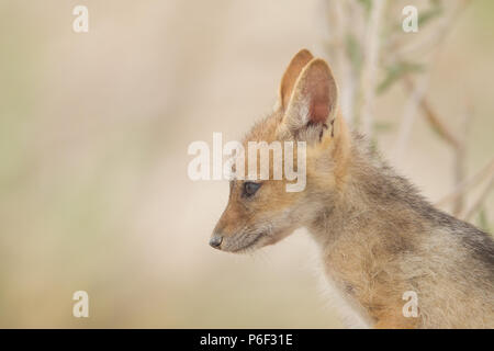 Black Backed Jackal Cub Stockfoto