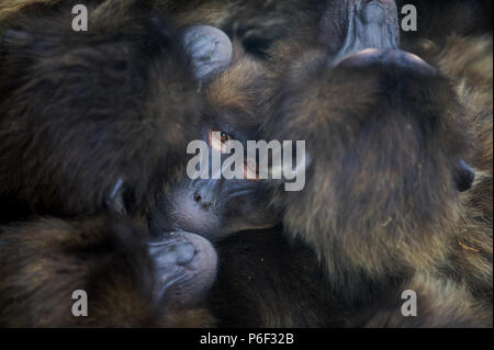 Gelada baboons von Äthiopien zusammen in Aktion Stockfoto