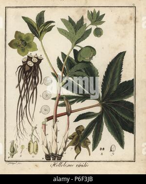 Grüne Nieswurz, Helleborus viridis. Papierkörbe Kupferstich von F. Guimpel von Dr. Friedrich Gottlob Hayne's Medical Botany, Berlin, 1822. Hayne (1763-1832) war ein deutscher Botaniker, Apotheker und Professor für Pharmazeutische Botanik an der Universität Berlin. Stockfoto