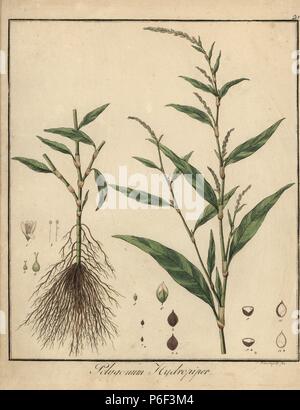 Wasser Pfeffer, Persicaria hydropiper. Papierkörbe Kupferstich von F. Guimpel von Dr. Friedrich Gottlob Hayne's Medical Botany, Berlin, 1822. Hayne (1763-1832) war ein deutscher Botaniker, Apotheker und Professor für Pharmazeutische Botanik an der Universität Berlin. Stockfoto