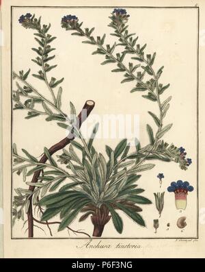 Alkanet oder dyers "bugloss, Alkanna dolmetsch. Papierkörbe Kupferstich von F. Guimpel von Dr. Friedrich Gottlob Hayne's Medical Botany, Berlin, 1822. Hayne (1763-1832) war ein deutscher Botaniker, Apotheker und Professor für Pharmazeutische Botanik an der Universität Berlin. Stockfoto