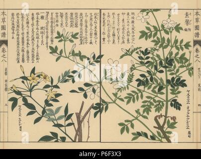 Spanisch jasmin Jasminum grandiflorum, und auffällige Jasmin Jasminum Floridum. Farbe gedruckten Holzschnitt Kupferstich von Kan'en Iwasaki von "Honzo Zufu", eine illustrierte Anleitung zu Heilpflanzen, Japan, 1884. Iwasaki (1786-1842) war ein japanischer Botaniker, Entomologe und Zoologe. Er war einer der ersten japanischen Botaniker westlichen Wissens in seine Studien zu integrieren. Stockfoto