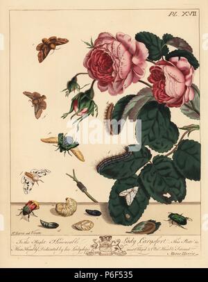 Lakai motte Malacosoma eulengattung, weißem Hermelin, Spilosoma lubricepeda, und rose Käfer, Cetonia aurata, auf einem Rosenbusch, Rosa centifolia. Papierkörbe Lithographie nach einer Illustration von Mose Harris von "Aurelian; eine natürliche Geschichte der englischen Motten und Schmetterlinge, die neue Edition von J.O. Westwood, von Henry Bohn, London, 1840 veröffentlicht bearbeitet werden. Stockfoto