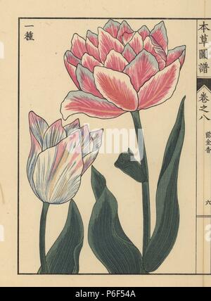 Tulpen, Tulipa gesneria L. Flore pleno. Farbe gedruckten Holzschnitt Kupferstich von Kan'en Iwasaki von "Honzo Zufu", eine illustrierte Anleitung zu Heilpflanzen, Japan, 1884. Iwasaki (1786-1842) war ein japanischer Botaniker, Entomologe und Zoologe. Er war einer der ersten japanischen Botaniker westlichen Wissens in seine Studien zu integrieren. Stockfoto