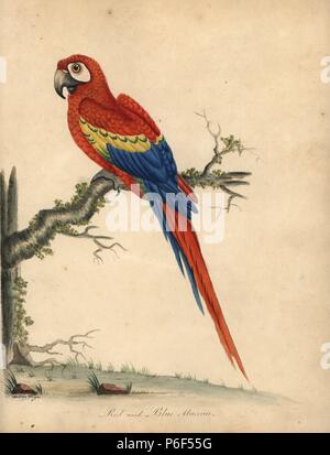 Scarlet macaw, Ara macao. (Rote und Blaue maccaw, Psittacus macao) Papierkörbe Kupferstich einer Illustration von William Hayes und seine Tochter Matilda von William Hayes' Porträts der seltene und seltsame Vögel aus dem Menagery der Osterly Park, London, Bulmer, 1794. Stockfoto